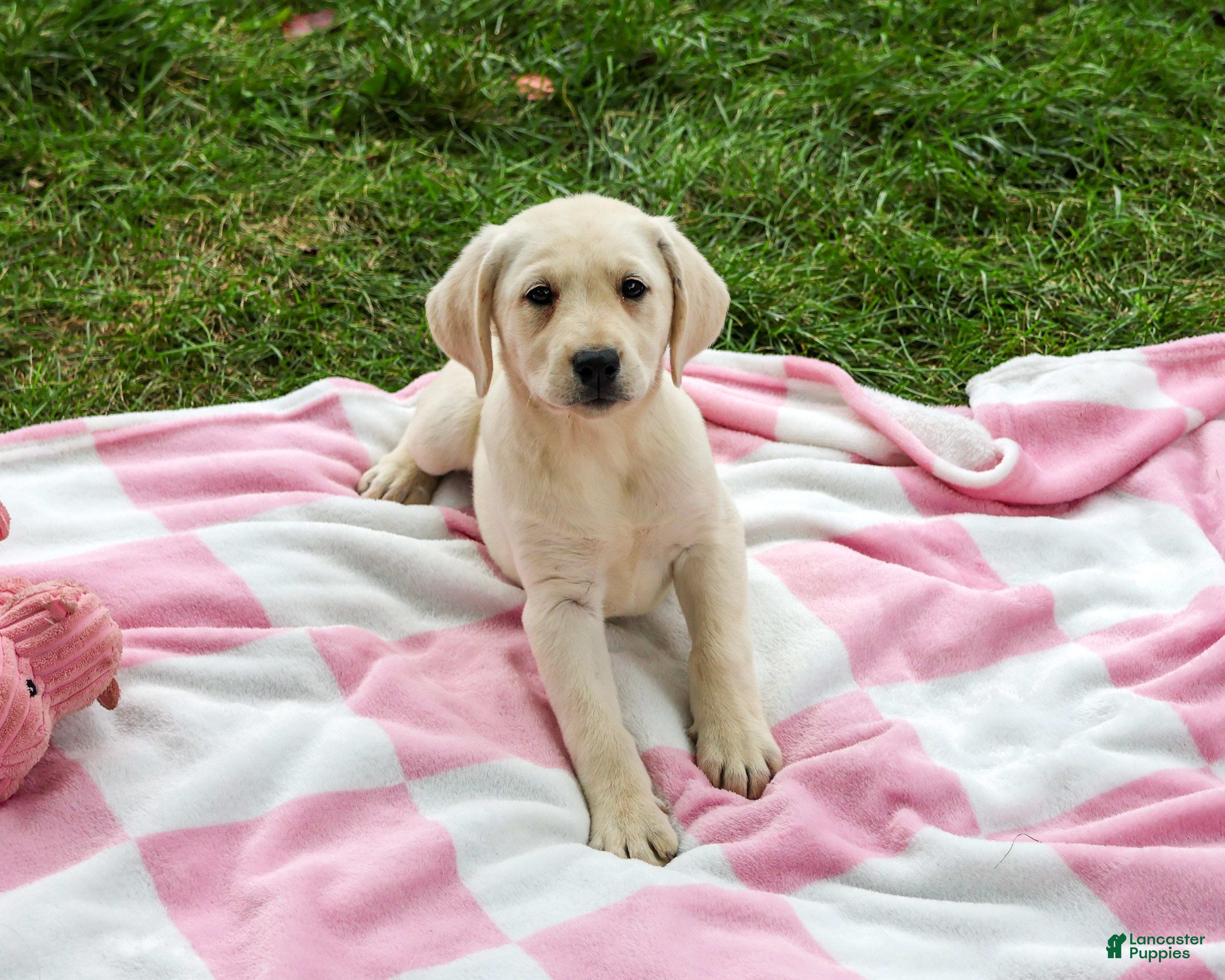 Labrador Retriever dogs Rhea - Ad 1
