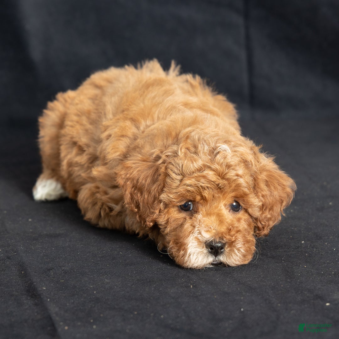Miniature Poodle dogs for sale: Kay - Ad 5