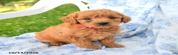 Miniature Labradoodle dogs for sale: Princess - Ad 3