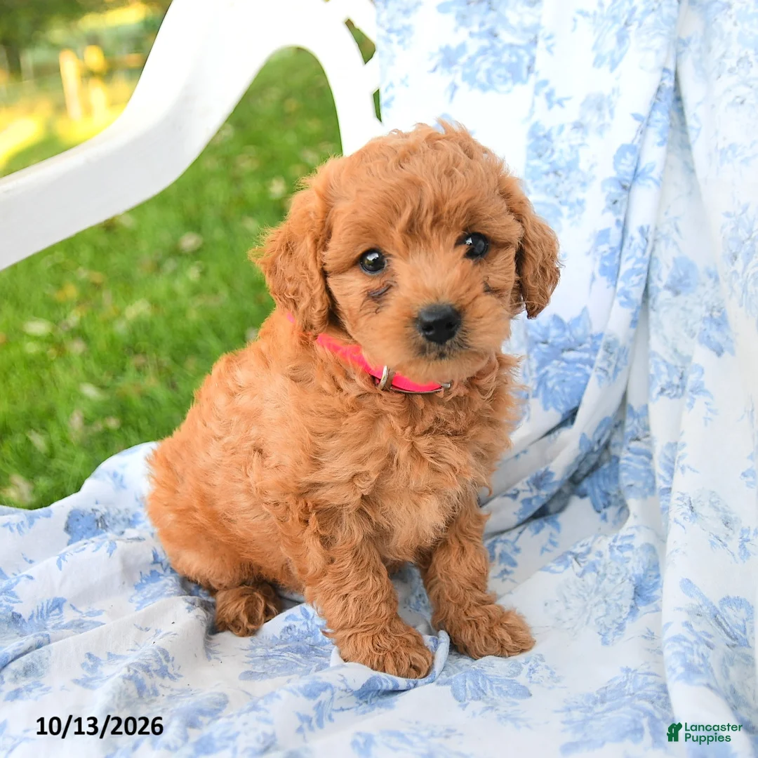 Miniature Labradoodle dogs for sale: Princess - Ad 3