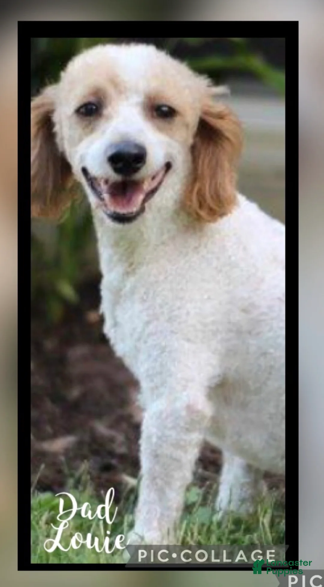 Yorkiepoo dogs for sale: Baxter - Ad 3