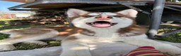 Siberian Husky dogs for sale: Zaiden - Ad 6