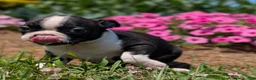 Boston Terrier dogs for sale: Graham Cracker - Ad 3