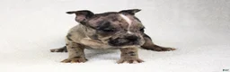 American Bully dogs for sale: Black Brindle Merle Female - Ad 5