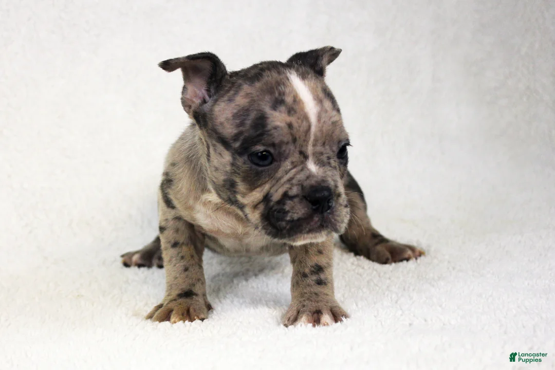 American Bully dogs for sale: Black Brindle Merle Female - Ad 5