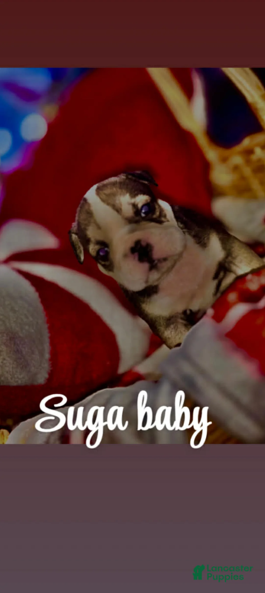English Bulldog dogs for sale: Suga Baby  - Ad 18