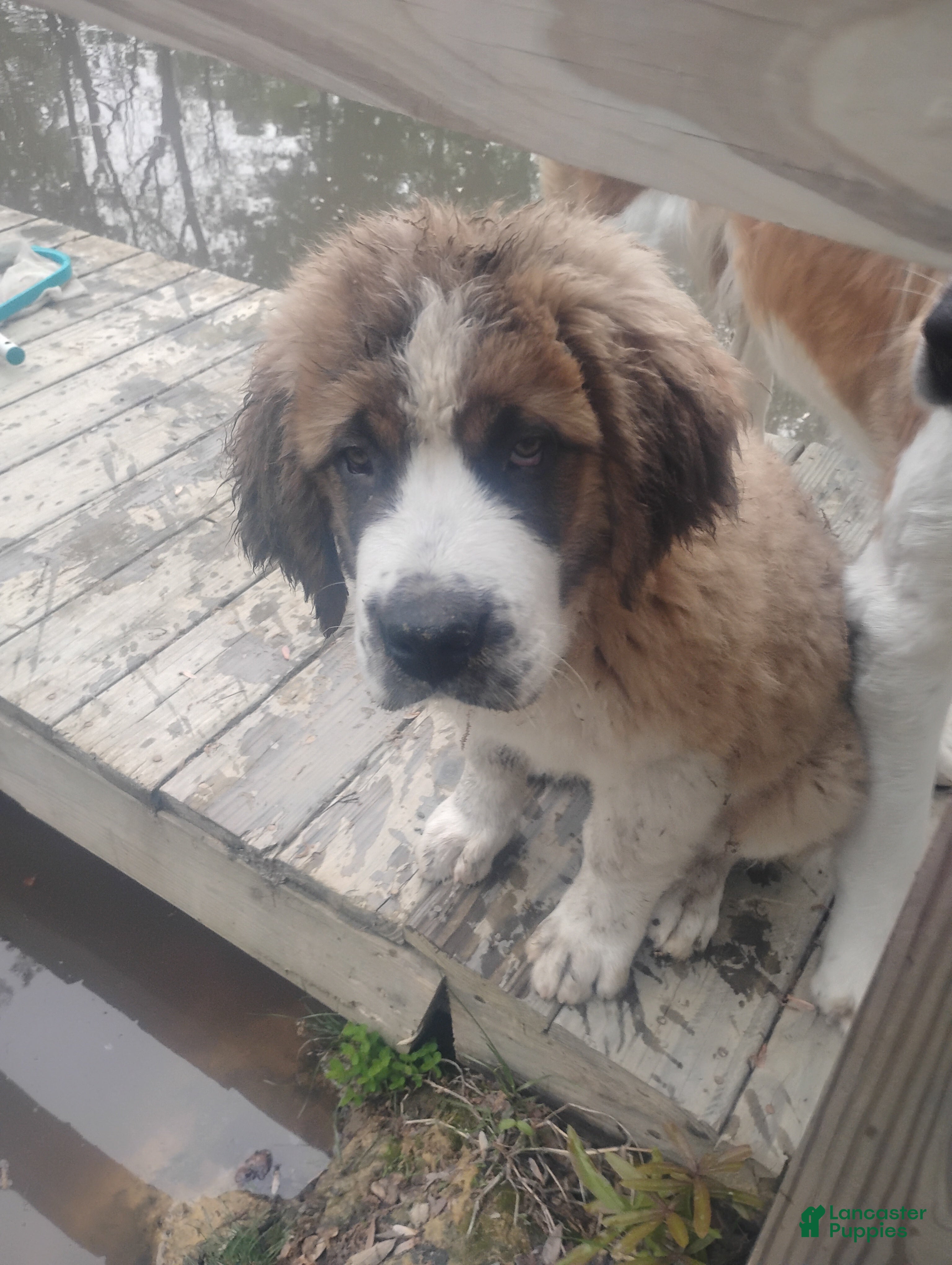 Saint Bernard dogs Saint Bernard Puppy 1 - Ad 8