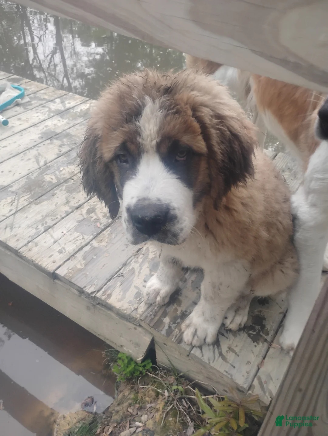 Saint Bernard dogs for sale: Saint Bernard Puppy 1 - Ad 1