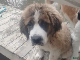 Saint Bernard dogs Saint Bernard Puppy 1 - Ad 8