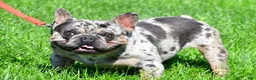 French Bulldog dogs for sale: Boomer - Ad 10