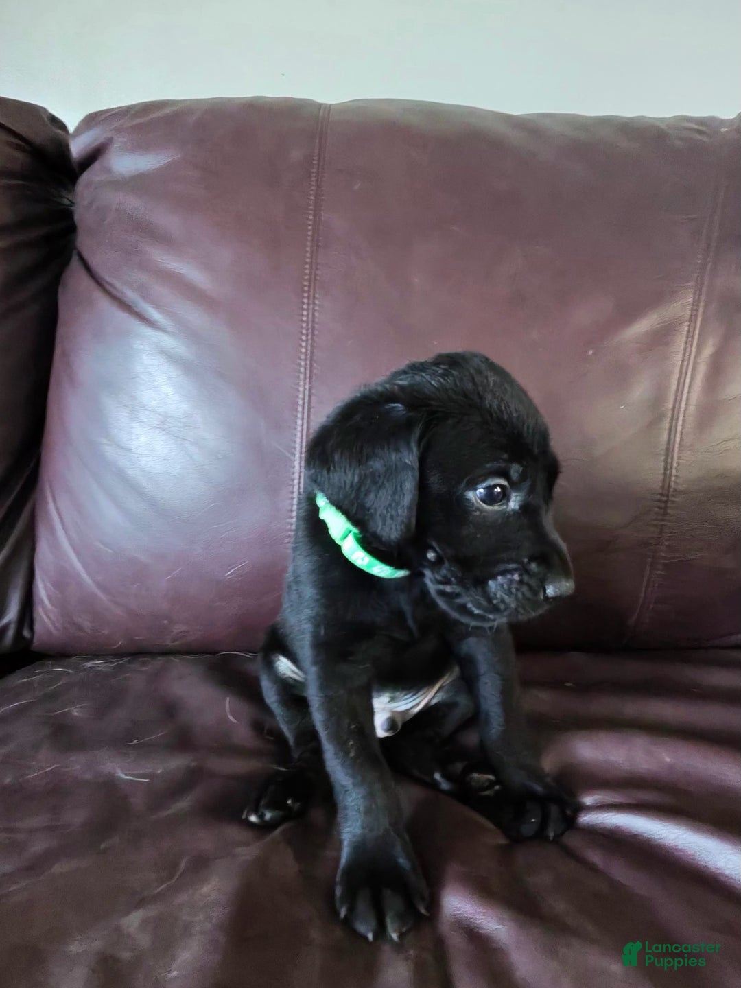 Mixed Breed dogs for sale: Carmella / Cinimini / Honey / Albany / Mini zoo / midnight - Ad 31