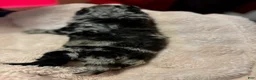 Mini Aussiedoodle dogs for sale: Girl_Female - Ad 4