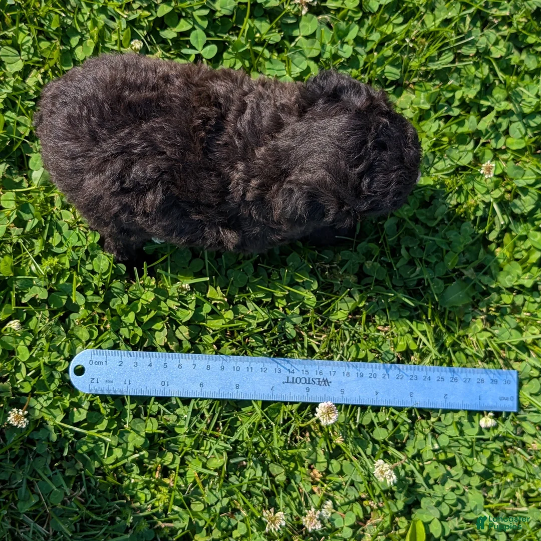 Toy Poodle dogs for sale: Truffle - Ad 8