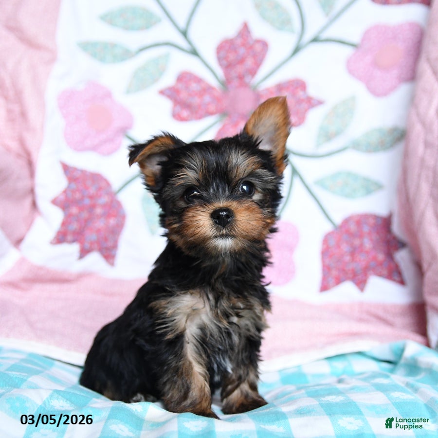 Yorkshire Terrier dogs Cocoa - Ad 1