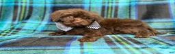 Shihpoo dogs for sale: Bentley - Ad 5