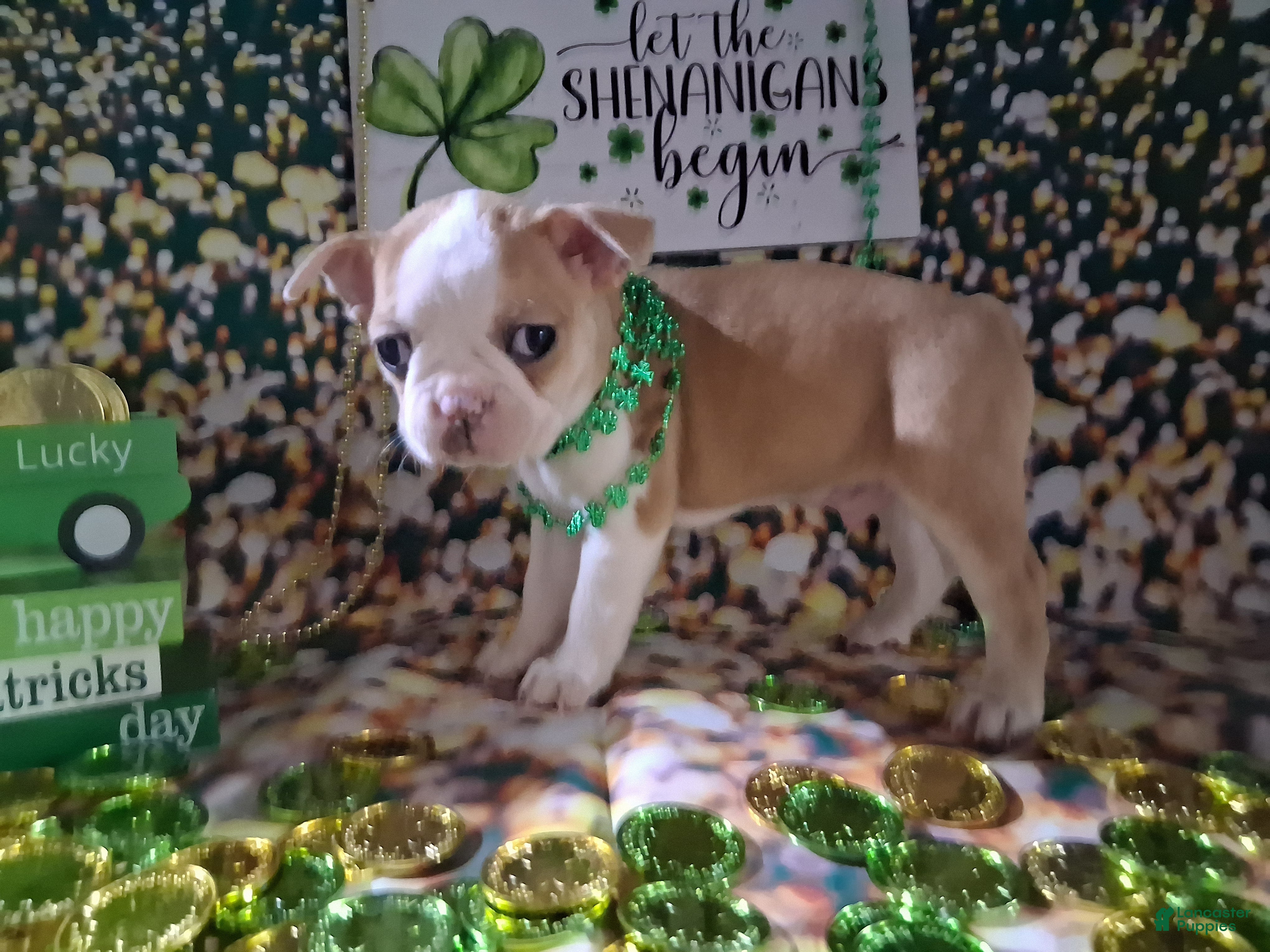 Boston Terrier dogs Prince Daemon - Ad 2