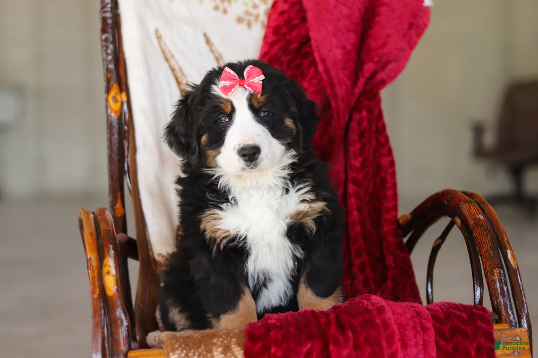 Bernese Mountain Dog dogs for sale: Bailey - Ad 9