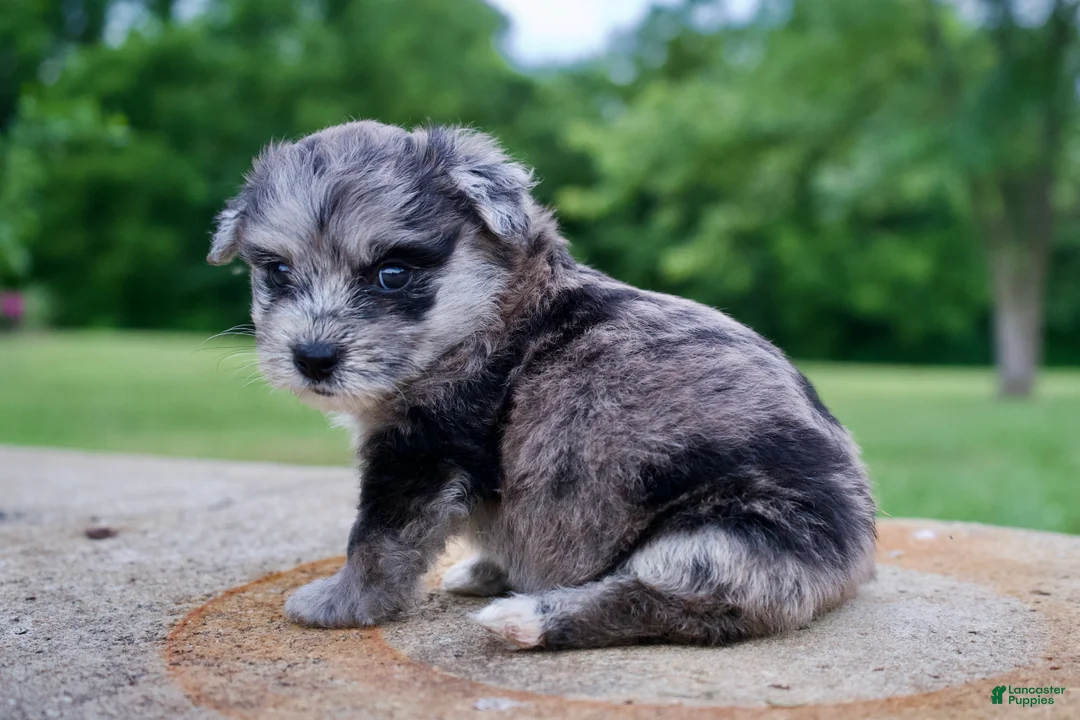 Mixed Breed dogs for sale: Daisy - Ad 2