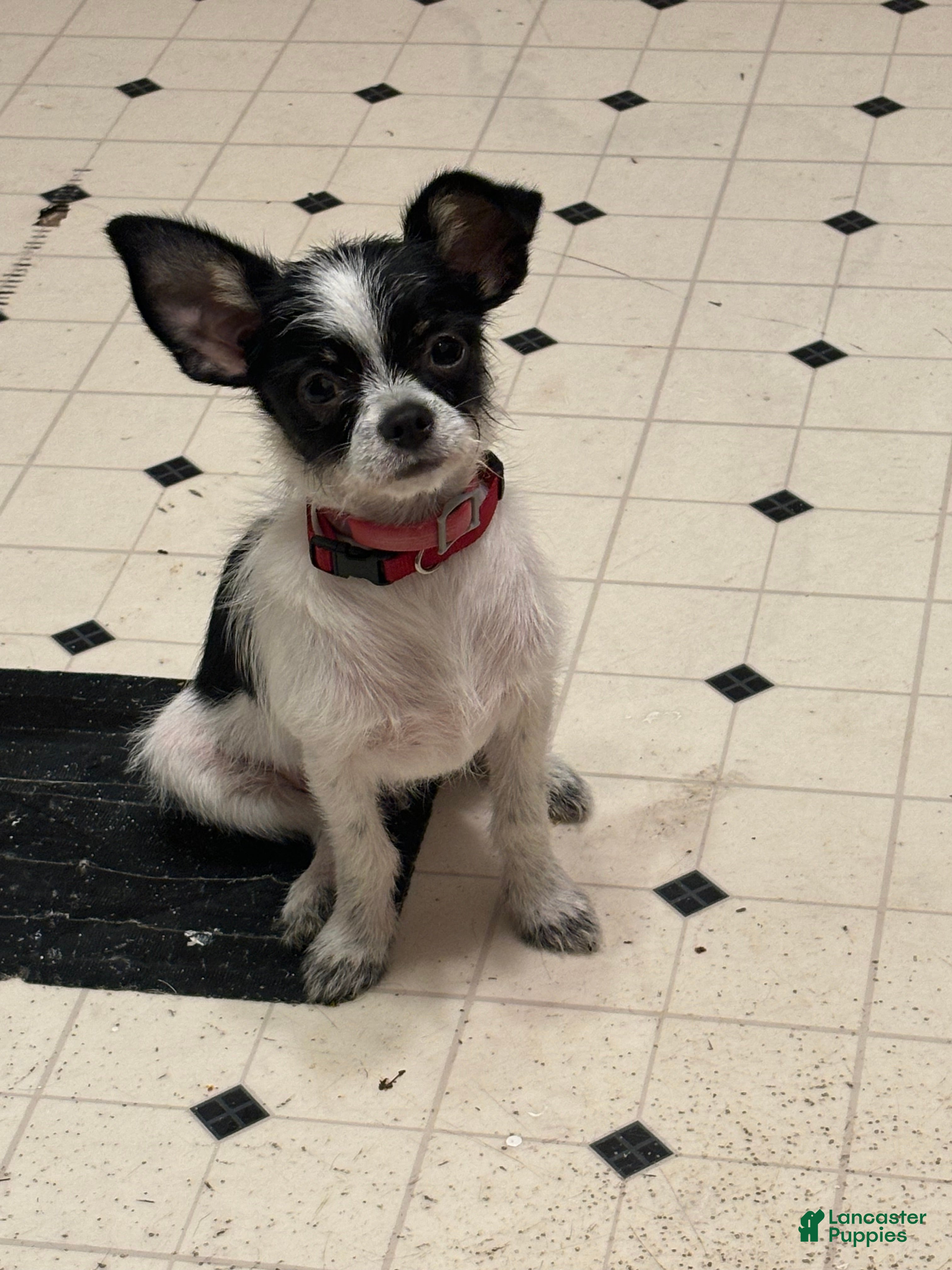 Chihuahua dogs Chihuahua Puppy 2 - Ad 9