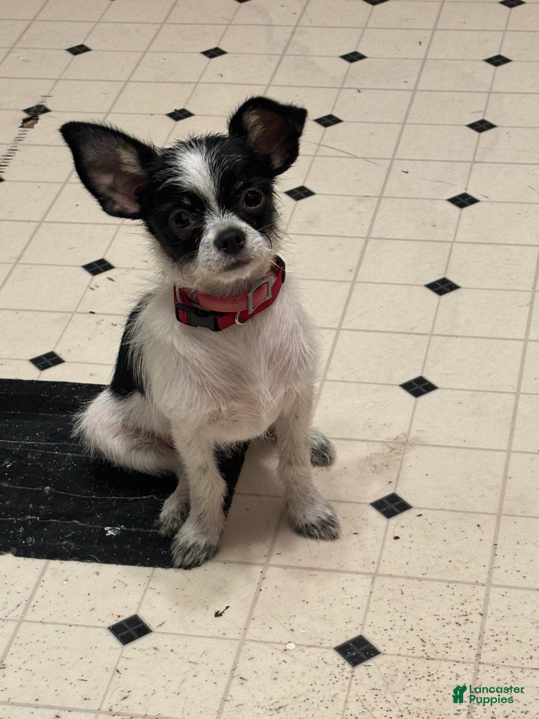 Chihuahua dogs for sale: Chihuahua Puppy 2 - Ad 1