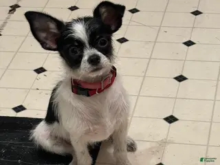 Chihuahua dogs Chihuahua Puppy 2 - Ad 21