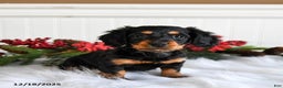 Miniature Dachshund dogs for sale: Piper - Ad 5
