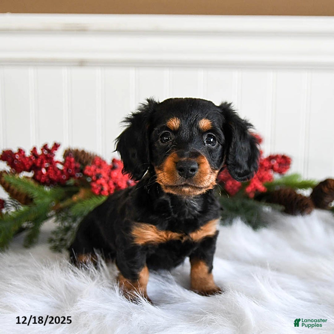 Miniature Dachshund dogs for sale: Piper - Ad 5