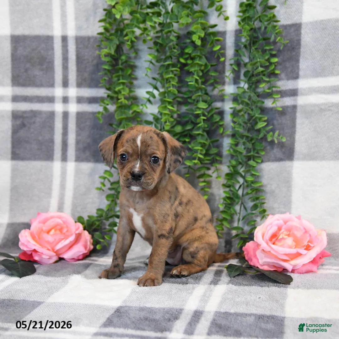 Mixed Breed dogs for sale: Ginger - Ad 1