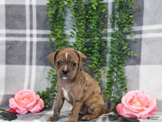 Mixed Breed dogs for sale: Ginger - Ad 2