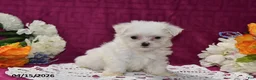 Maltese dogs for sale: Rex - Ad 1