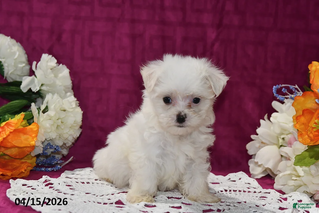 Maltese dogs for sale: Rex - Ad 1