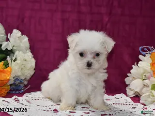 Maltese dogs for sale: Rex - Ad 3