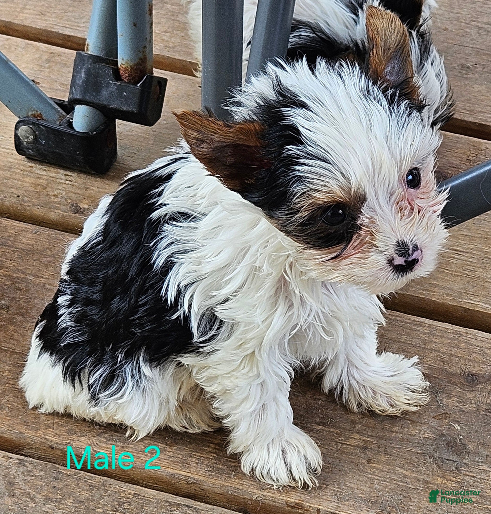 Yorkshire Terrier dogs Waylon - Ad 2