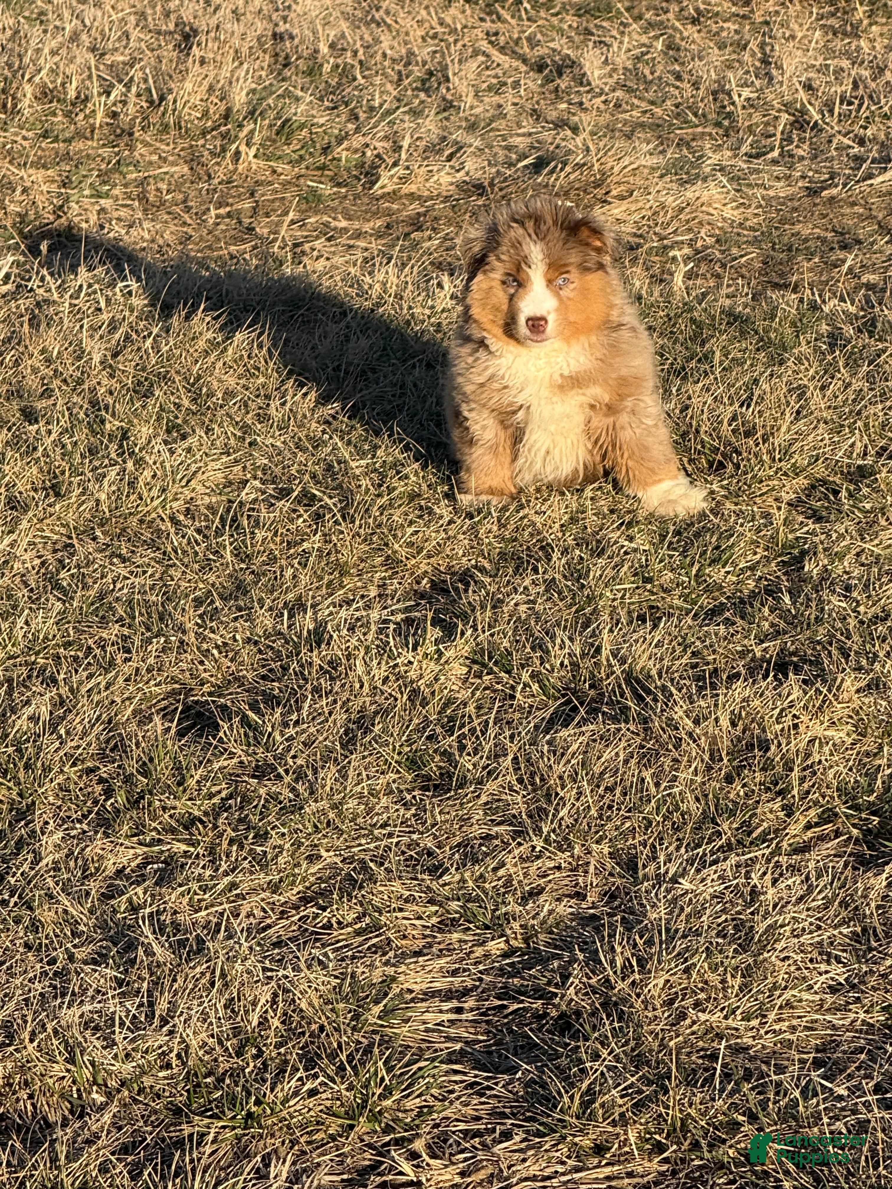 Miniature Australian Shepherd dogs Bear - Ad 2