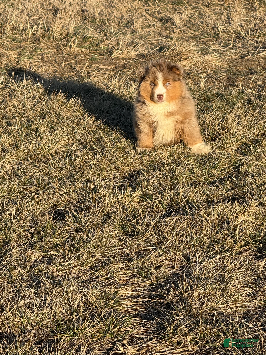 Miniature Australian Shepherd dogs for sale: Bear - Ad 2