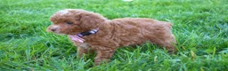 Miniature Poodle dogs for sale: Dahlia 🐶 - Ad 9