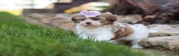 Shih Tzu dogs for sale: Ember - Ad 13
