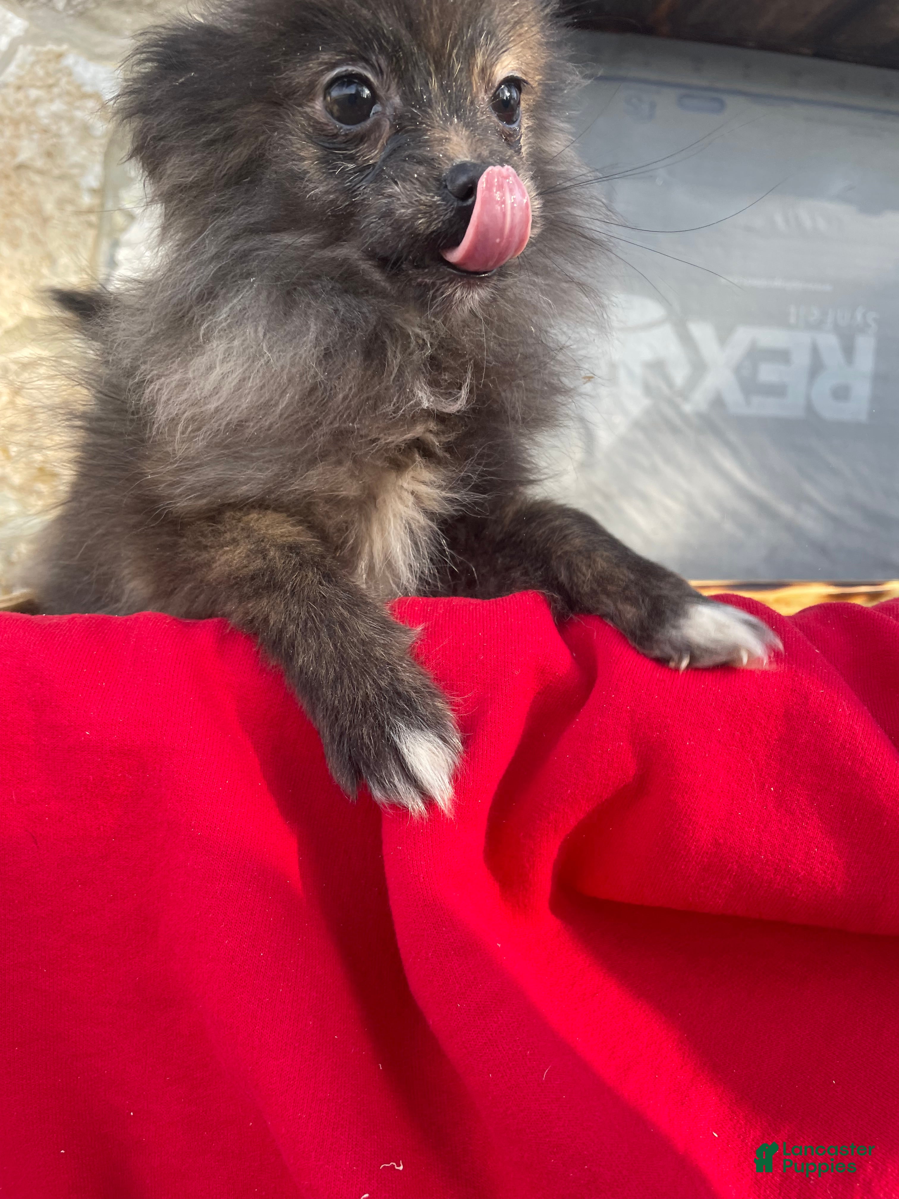 Pomeranian dogs Pomeranian Puppy 2 - Ad 26