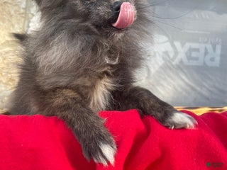Pomeranian dogs Pomeranian Puppy 2 - Ad 26