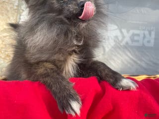 Pomeranian dogs Pomeranian Puppy 2 - Ad 16