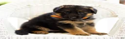 German Shepherd dogs for sale: Zara - Ad 9