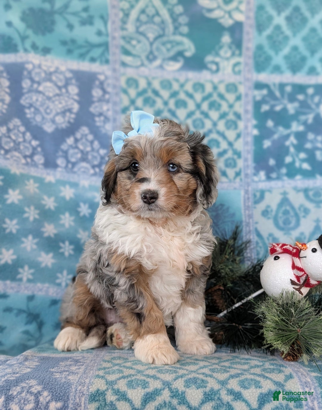 Mixed Breed dogs for sale: Brielle - Ad 7