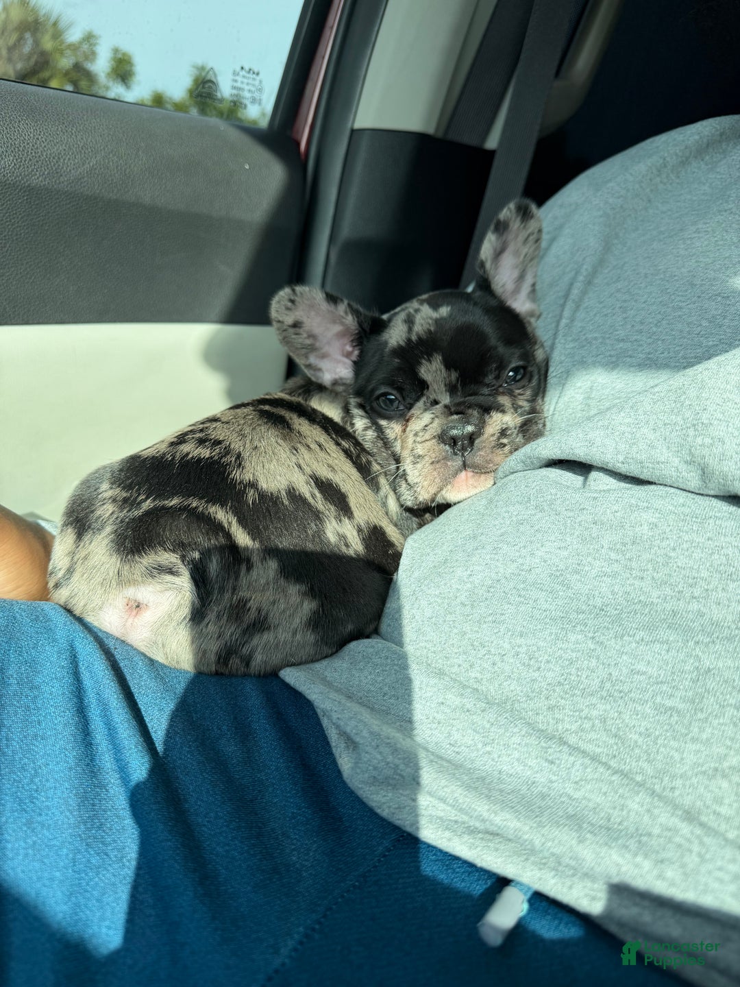 French Bulldog dogs for sale: Petey - Ad 1