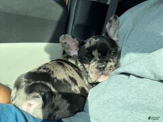 French Bulldog dogs for sale: Petey - Ad 2