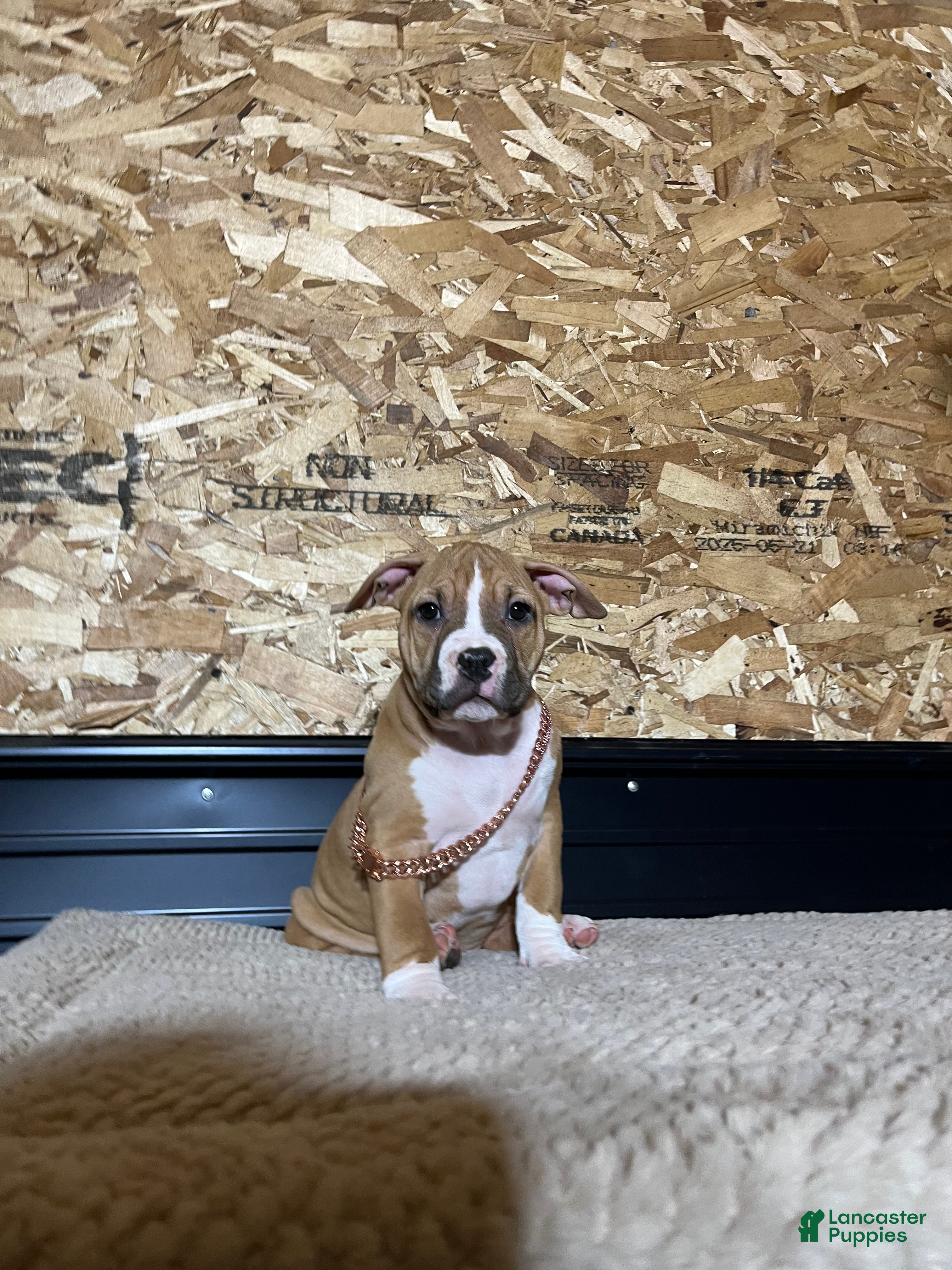 American Bully dogs Hazel  - Ad 7