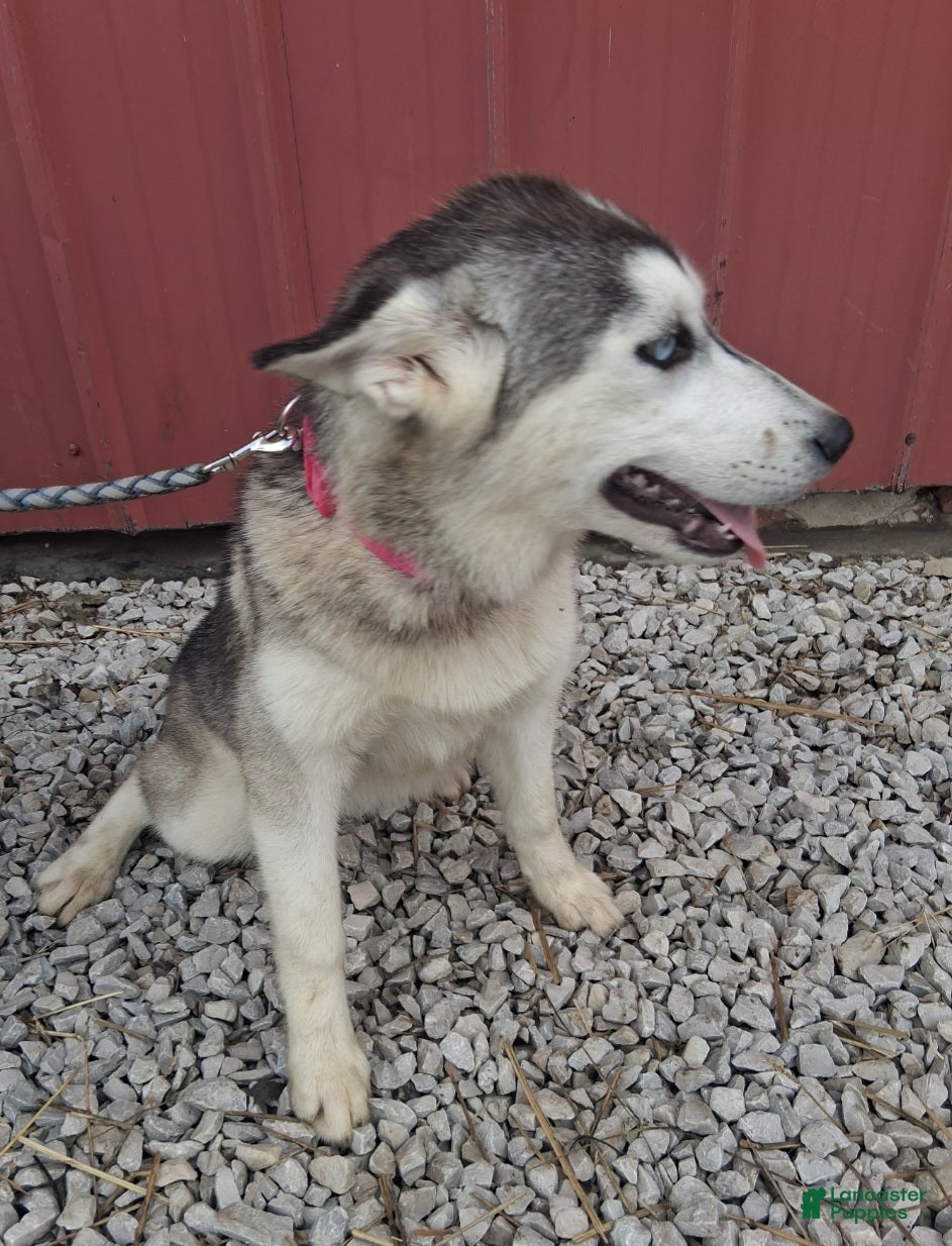 Siberian Husky dogs Sasha - Ad 2