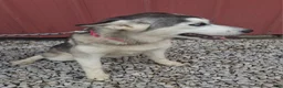 Siberian Husky dogs for sale: Sasha - Ad 2