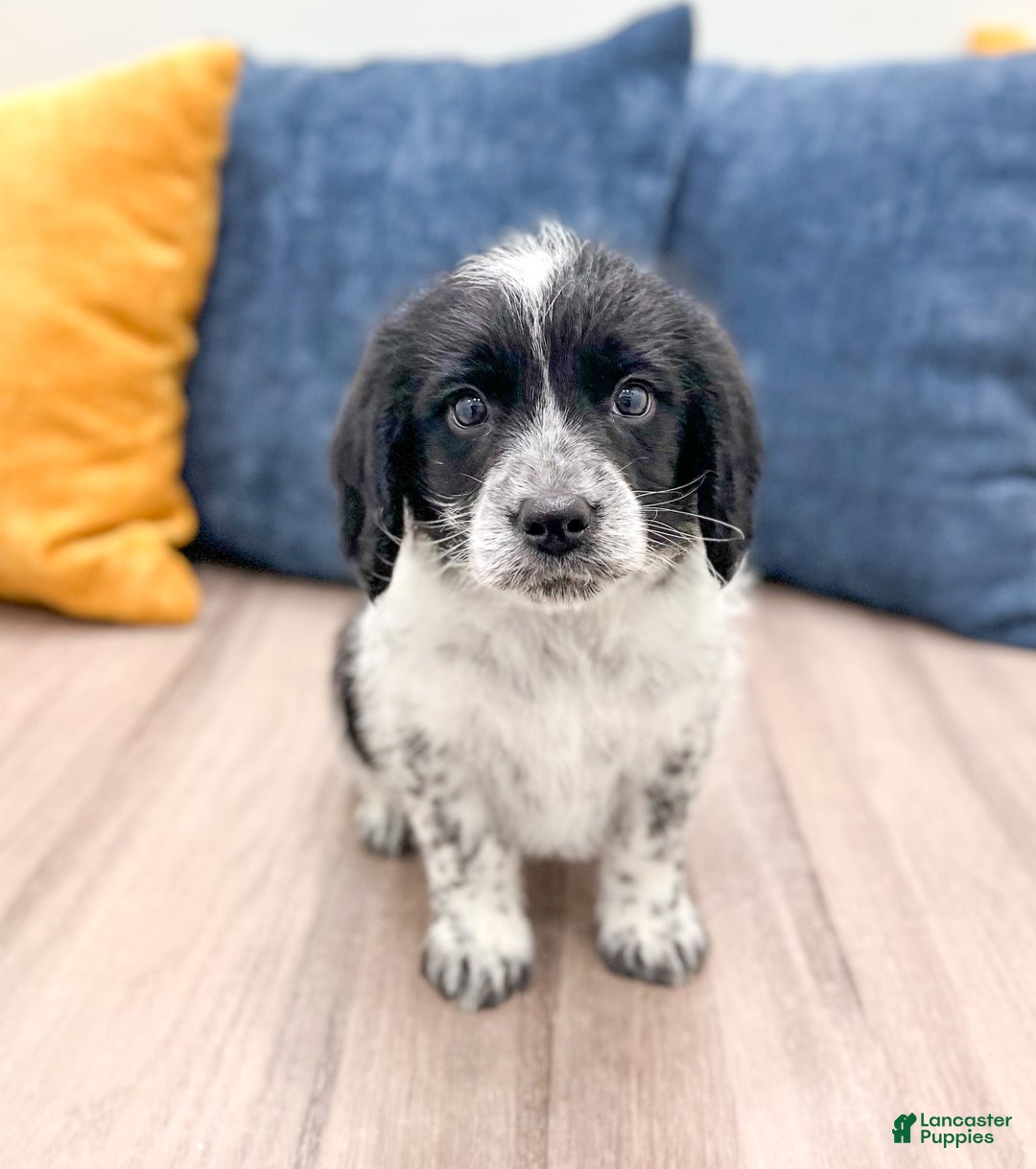 Beaglier dogs for sale: Jude - Ad 1