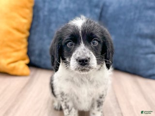 Beaglier dogs Jude - Ad 40