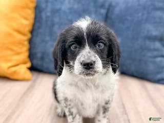 Beaglier dogs Jude - Ad 37